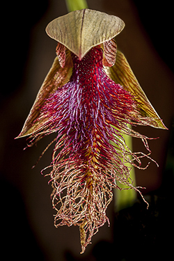 Bearded OrchidPhotography by Mark Slater